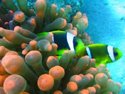 Dahab, October 2005. Canon A510 with built in flash in ma... by John Mcguigan 